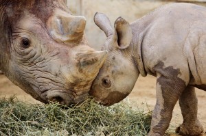 Iucn - La nuova Lista Rossa: a rischio il 25% dei mammiferi